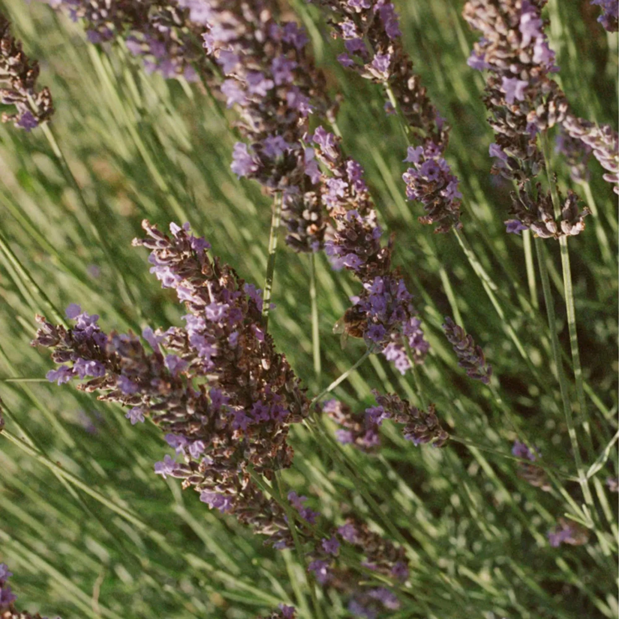 068 Lavender linvann 1 liter - 3