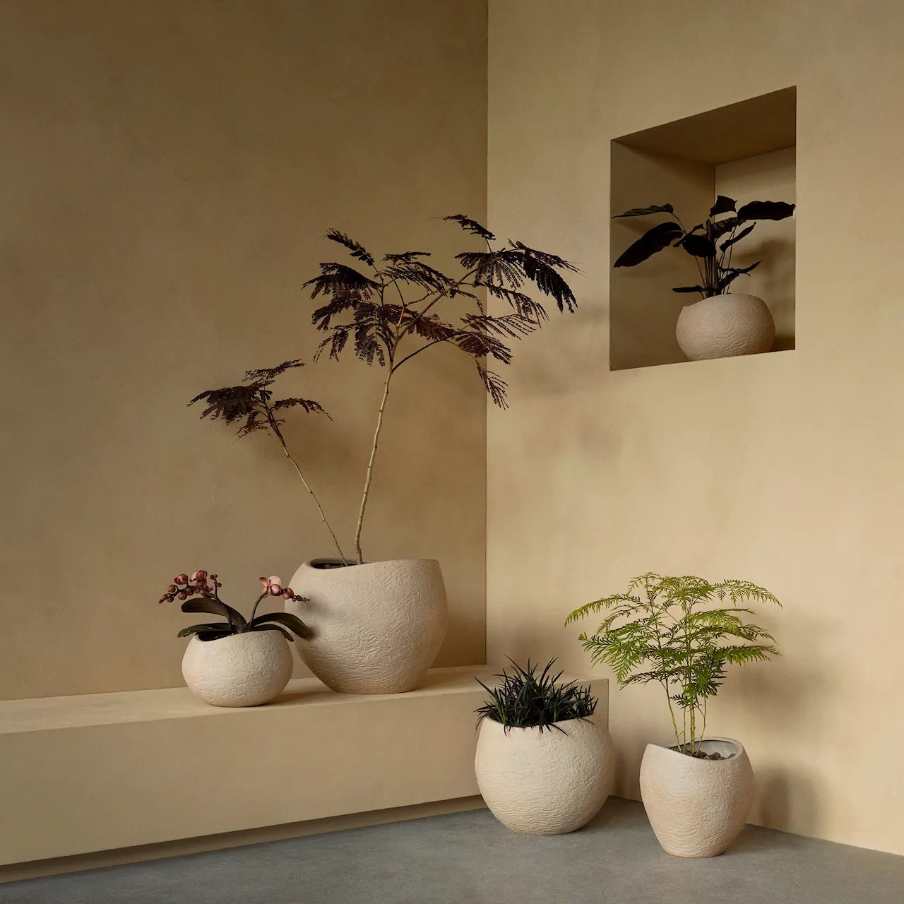 Plantas blomsterpotte