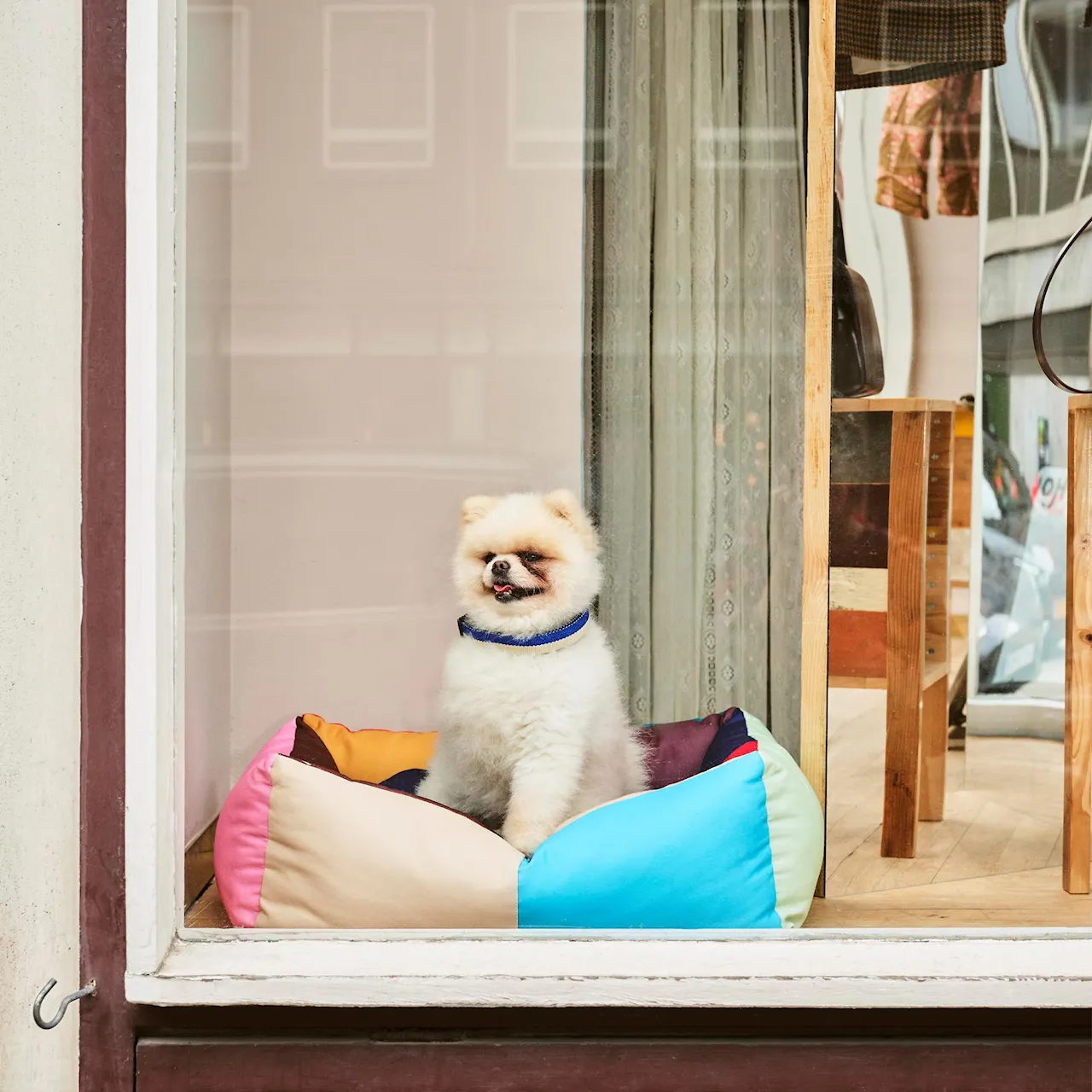 HAY hundeseng Small