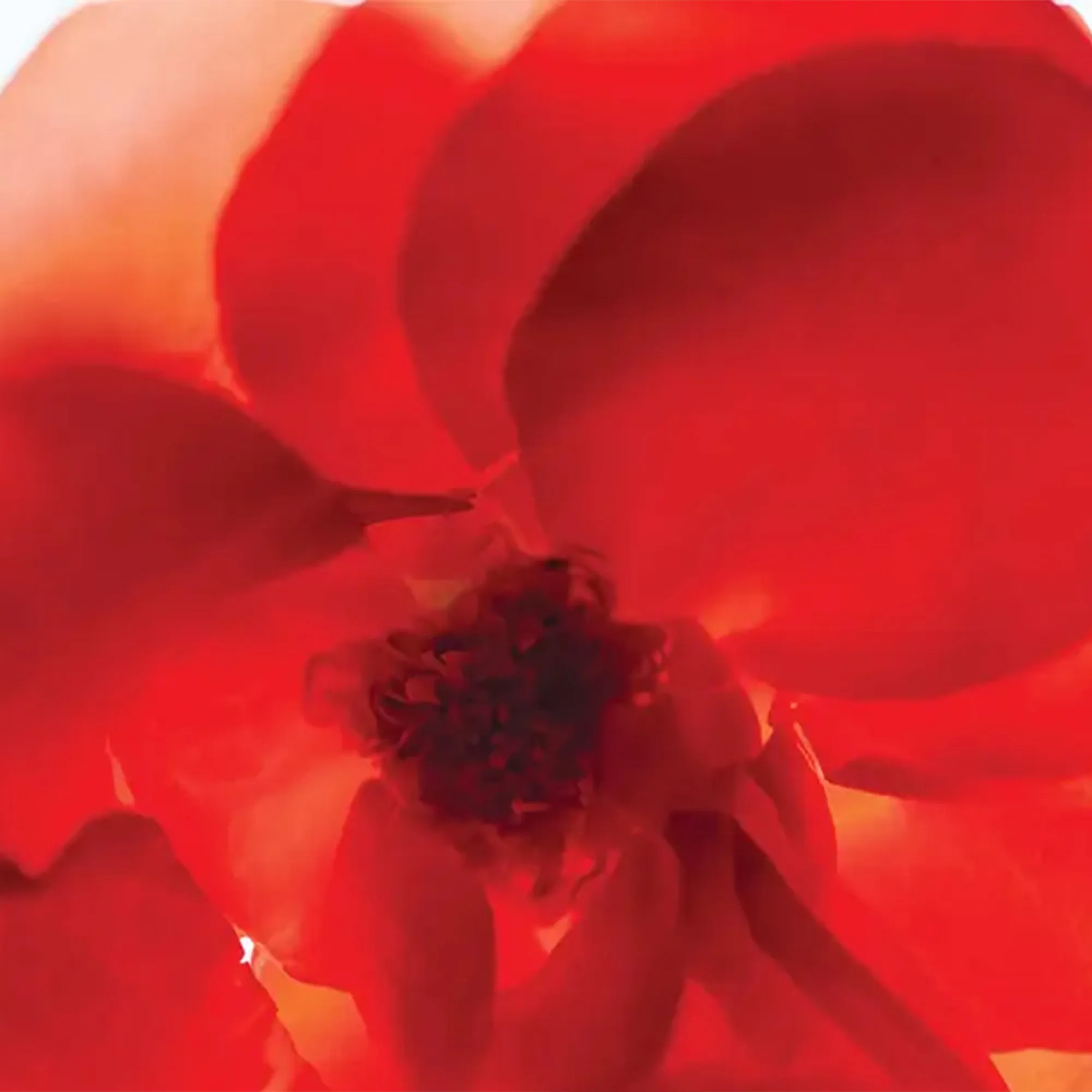 Rose Of No Man's Land håndkrem 30 ml - 2