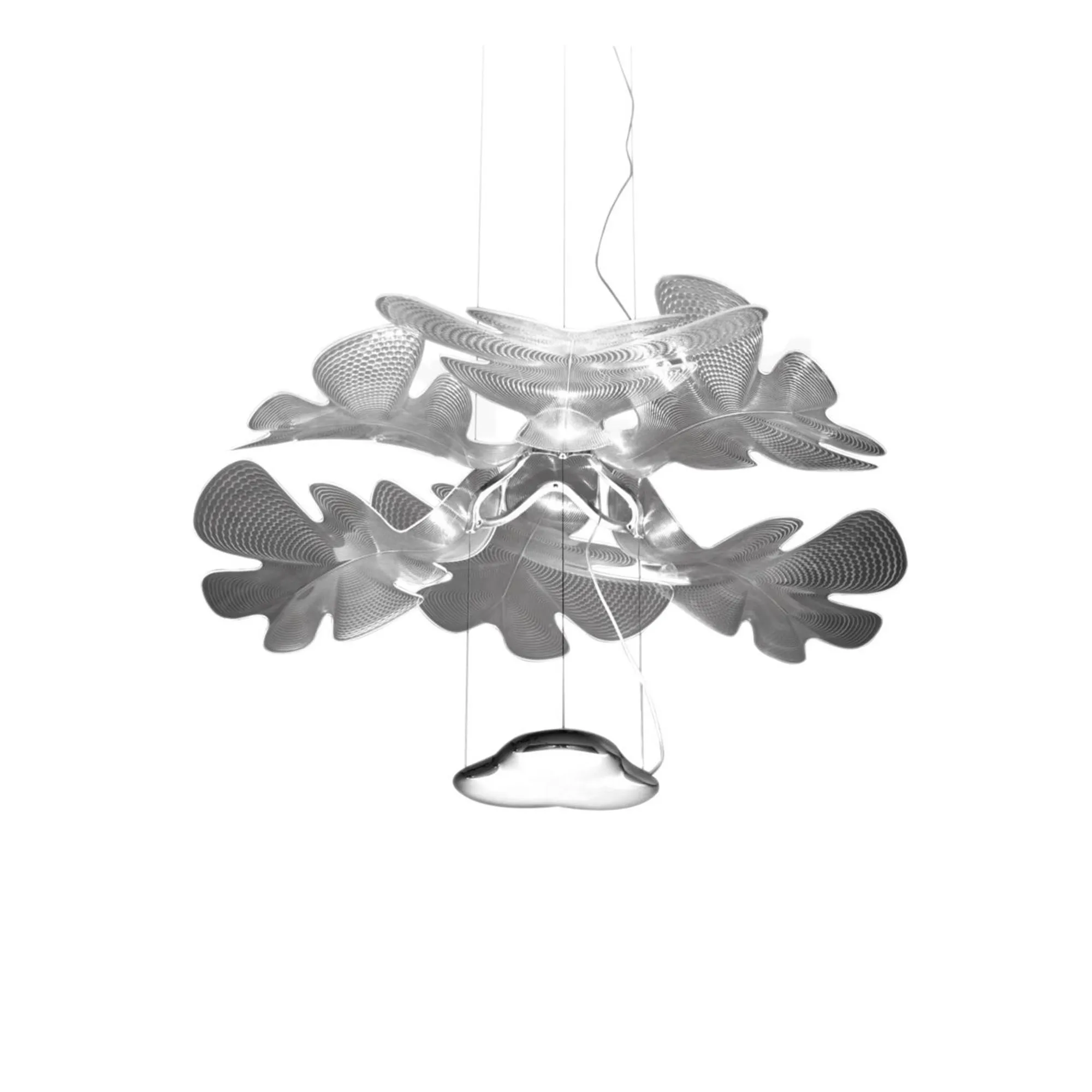 Chlorophilia pendellampe - 1