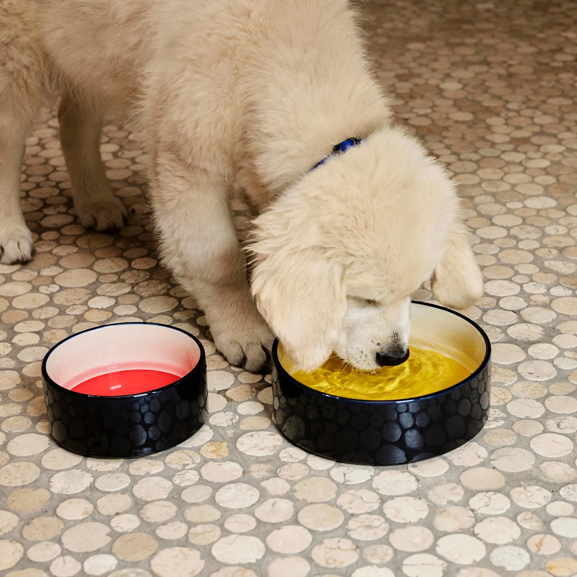 HAY Dogs Bowl Large - HAY - NO GA